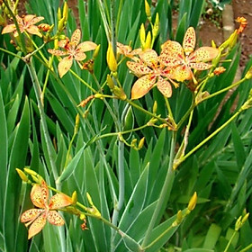 Cây xạ can/ Lan dẻ quạt