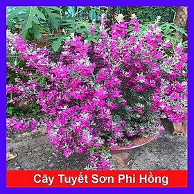 Cây Tuyết Sơn Phi Hồng - Cây cảnh vườn + Tặng phân bón cho cây