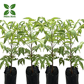 Cây sầu đâu (combo 4 cây) khỏe mạnh cao khoảng 40cm