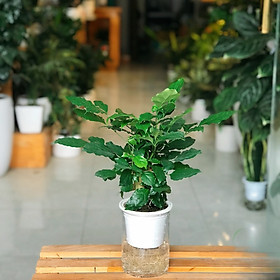 cây hạnh phúc thủy sinh