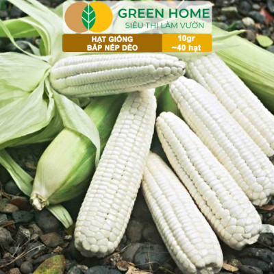 Hạt Giống Bắp Nếp Dẻo, Greenhome, Gói 10GR~40 hạt, Dễ Trồng Quanh Năm, Nảy Mầm Cao, T30