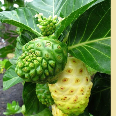 Đặc Sản Kon Tum - Quả nhàu khô tăng cường sức khỏe - Bịch 1kg - OCOP 3 Sao