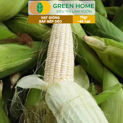 Hạt Giống Bắp Nếp Dẻo, Greenhome, Gói 10GR~40 hạt, Dễ Trồng Quanh Năm, Nảy Mầm Cao, T30