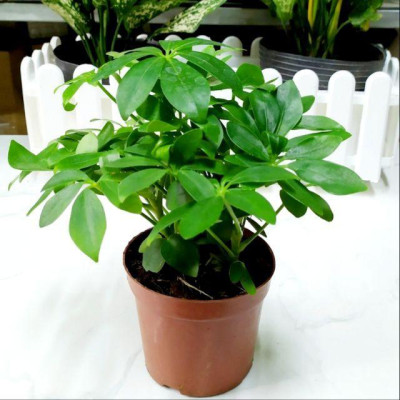 Cây Ngũ Gia Bì - Cây Đuổi Muỗi - cây cảnh để bàn