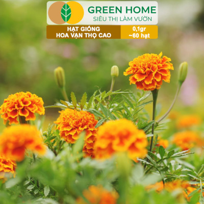 Hạt Giống Hoa Vạn Thọ Cao Nhiều Màu GreenHome, Gói 0,1g~60 hạt, Dễ Trồng Quanh Năm, Hoa To H20