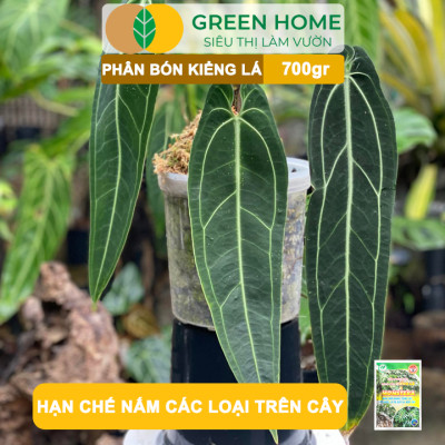 Phân Bón Cây Kiểng Lá Greenhome, Bao 700gr, Trầu Bà Monstera, Cây Nội Thất, Giúp Đâm Chồi Mạnh, Rễ Khoẻ, Lá To