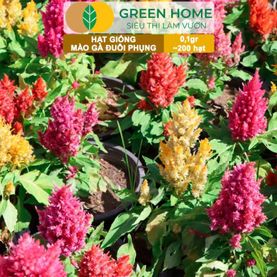 Hạt Giống Hoa Mào Gà Đuôi Phụng Nhiều Màu GreenHome, Gói 0,1g~200 hạt, Dễ Trồng Quanh Năm H18