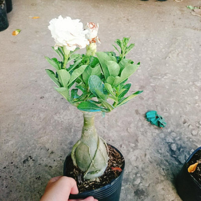 Cây Sứ Thái Kép Hoa Trắng - cây cảnh để bàn + tặng phân bón cho cây