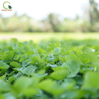 Bột Rau Má Sấy Lạnh Nguyên Chất Quảng Thanh Hộp 30gr