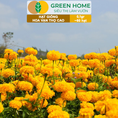 Hạt Giống Hoa Vạn Thọ Cao Nhiều Màu GreenHome, Gói 0,1g~60 hạt, Dễ Trồng Quanh Năm, Hoa To H20