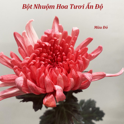 Thuốc Bột Nhuộm Hoa Tươi màu thực phẩm Ấn Độ (Combo 3 hộp tùy màu) giúp đổi màu hoa cắt cành (1 hủ pha 12L nước màu)