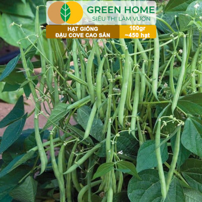 Hạt Giống Đậu Cove GreenHome, GÓI 100GR , Dễ Trồng, Nảy Mầm Cao, Thu Hoạch Nhanh, Năng Suất T45