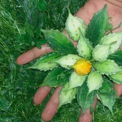 Đặc Sản Kon Tum - Khổ qua rừng nguyên trái hỗ trợ tiểu đường hiệu quả - OCOP 3 Sao