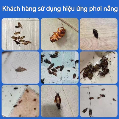 Combo 5 hộp thuốc diệt gián sinh học Housheng, diệt tận gốc tất cả các loại gián, hiệu quả, an toàn.