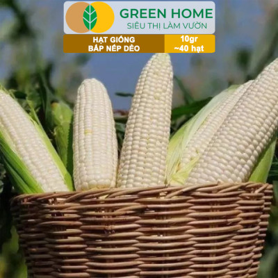 Hạt Giống Bắp Nếp Dẻo, Greenhome, Gói 10GR~40 hạt, Dễ Trồng Quanh Năm, Nảy Mầm Cao, T30