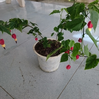 Cây Lồng Đèn - cây cảnh vườn + tặng phân bón cho cây