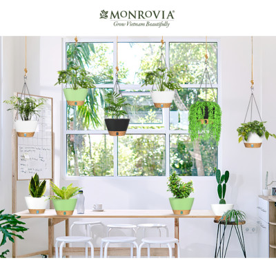 Chậu treo tự tưới MONROVIA cho cây trong nhà và ngoài trời decor không gian sống, có móc treo sắc