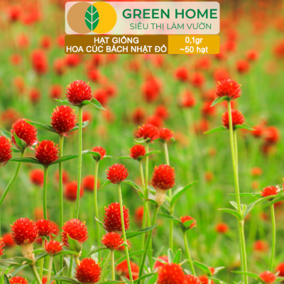 Hạt Giống Hoa Cúc Bách Nhật Đỏ GreenHome, Gói 0,1g~50 hạt, Dễ Trồng Quanh Năm, Ra Hoa Liên Tục H16