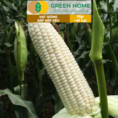 Hạt Giống Bắp Nếp Dẻo, Greenhome, Gói 10GR~40 hạt, Dễ Trồng Quanh Năm, Nảy Mầm Cao, T30