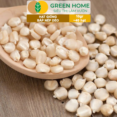 Hạt Giống Bắp Nếp Dẻo, Greenhome, Gói 10GR~40 hạt, Dễ Trồng Quanh Năm, Nảy Mầm Cao, T30