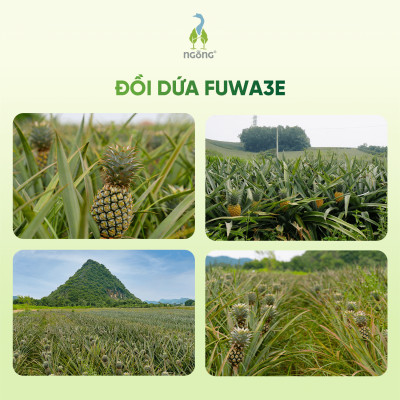 Vệ Sinh Bồn Cầu Fuwa3e Hữu Cơ Hương Khuynh Diệp Cho Nhà Tắm Sạch Bóng Thơm Mát An Toàn Cho Gia Đình 500ml