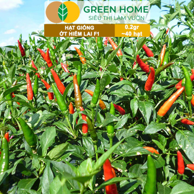 Hạt Giống Ớt Hiểm Lai Greenhome, Gói 0,2gr~40 hạt, Dễ Trồng, Sai Trái, Siêu Cay G14