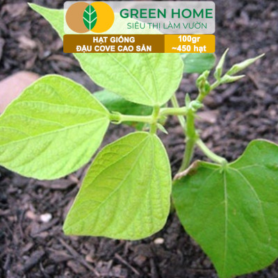 Hạt Giống Đậu Cove GreenHome, GÓI 100GR , Dễ Trồng, Nảy Mầm Cao, Thu Hoạch Nhanh, Năng Suất T45