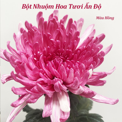 Thuốc Bột Nhuộm Hoa Tươi màu thực phẩm Ấn Độ (Combo 3 hộp tùy màu) giúp đổi màu hoa cắt cành (1 hủ pha 12L nước màu)