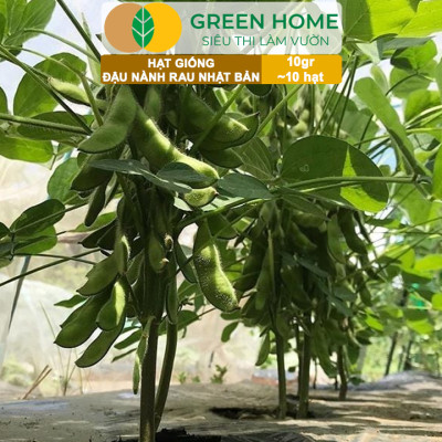 Hạt Giống Đậu Nành Rau Nhật Bản Greenhome, Gói 10GR~10 hạt, Dễ Trồng Quanh Năm, Nảy Mầm Cao T36