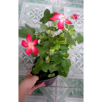 Cây nhân sâm bố chính - cây cảnh sân vườn