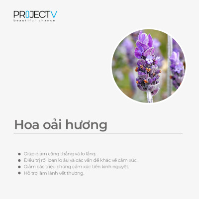 Thực Phẩm Sức Khỏe P Classic Hit - Bình Tĩnh Và Thư Giãn - PROJECT V - Hộp 60 Viên - Xuất xứ Pháp, Hàng Chính Hãng