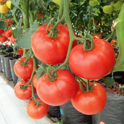 Bột thuỷ canh AB hộp 1 kg (pha 500 đến 1000 lít dung dịch) - hydroponic fertilizer NPK + micronutrient better