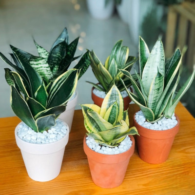 Cây lưỡi hổ , cây lưỡi mèo mini đặt bàn