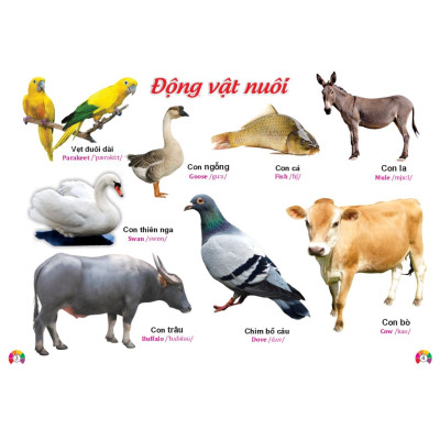 Sách - Combo 2 cuốn Từ Điển Tranh ( Động vật - b135 + Rau củ hoa quả - b65) Song ngữ Anh Việt - ndbooks
