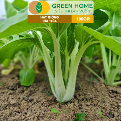 Hạt Giống Rau Cải Thìa GreenHome, GÓI 100GR, Dễ Trồng Quanh Năm, Nảy Mầm, Năng Suất Cao R32