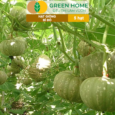 Hạt Giống Bí Đỏ Greenhome, Gói 5 Hạt, Dễ Trồng, Nảy Mầm Cao, Thu Hoạch Nhanh, Năng Suất Cao T03