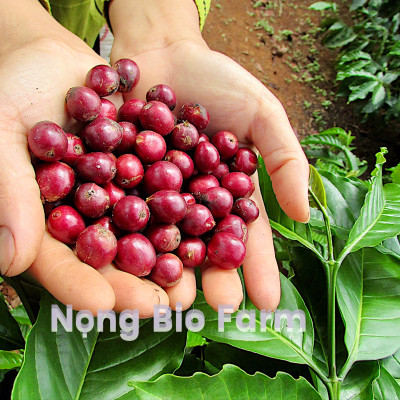 Cafe Robusta nguyên chất 100% rang mộc Sơn Lang Gia Lai gói 250g