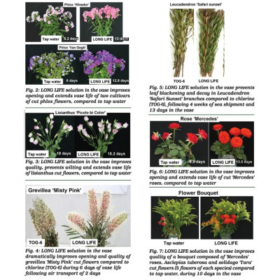 Combo 5 Hộp DINH DƯỠNG HOA CẮT CÀNH (Food for Cut Flowers)(1 hộp 10 gói 5gr). Giúp hoa cắt cành tươi lâu và 14 ngày không thay nước mới. Giải pháp tối ưu theo công nghệ Israel