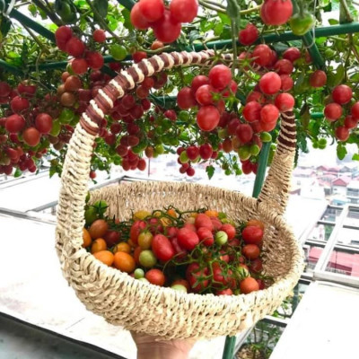 Chế phẩm     Chuyên ủ phân cá, đậu tương, dịch chuối làm phân bón cho hoa, cây trồng..