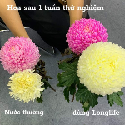 Thuốc Gói Dưỡng Hoa Tươi Lâu Tàn Longlife Nhập Khẩu Israel Gói 5gr dưỡng hoa cắt cành tươi lâu gấp 2 lần, nước trong không mùi