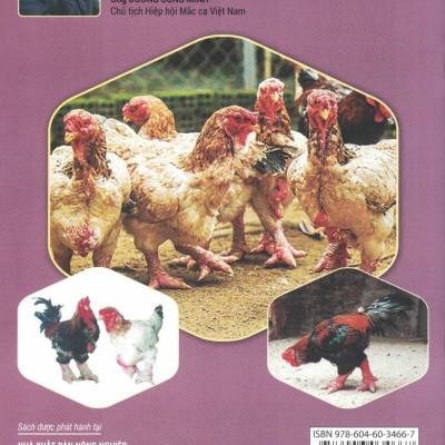 Cách Nuôi GÀ ĐÔNG TẢO