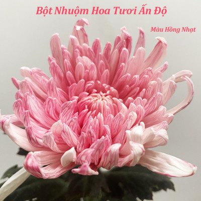 Thuốc Bột Nhuộm Hoa Tươi màu thực phẩm Ấn Độ (Combo 3 hộp tùy màu) giúp đổi màu hoa cắt cành (1 hủ pha 12L nước màu)