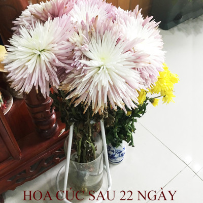 Gói Cắm Hoa Tươi Lâu Gấp 2 Lần Và 14 Ngày Không Thay Nước Loại 5gr Longlife (Bộ 50 gói)