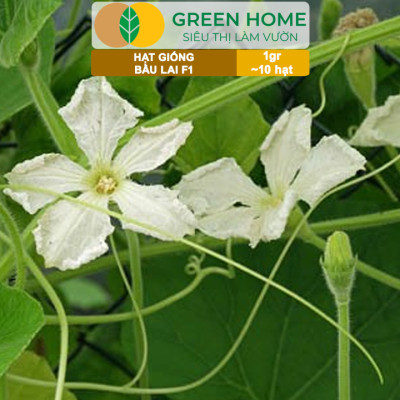 Hạt Giống Bầu Lai Greenhome, Gói 1gr~10 hạt, Dễ Trồng Quanh Năm, Nảy Mầm Cao, Thu Hoạch Nhanh, Năng Suất Cao T09