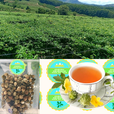 Đặc Sản Kon Tum - Khổ qua rừng nguyên trái hỗ trợ tiểu đường hiệu quả - OCOP 3 Sao