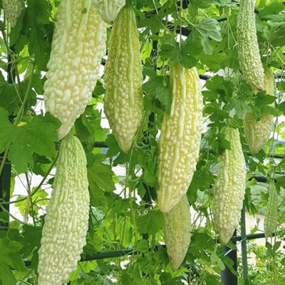 Hạt giống Khổ Qua Bạch Tuyết -  khổ qua trắng VTS142