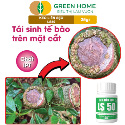 Keo Liền Sẹo LS50 Cho Cây Greenhome, Liền Nhanh Vết Cắt Da Cây, Chiết Cành, Bonsai, Lan, Kiểng Lá