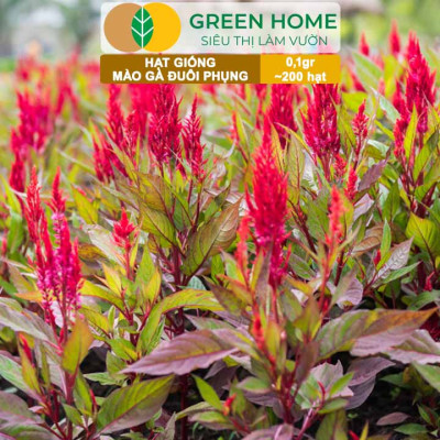 Hạt Giống Hoa Mào Gà Đuôi Phụng Nhiều Màu GreenHome, Gói 0,1g~200 hạt, Dễ Trồng Quanh Năm H18