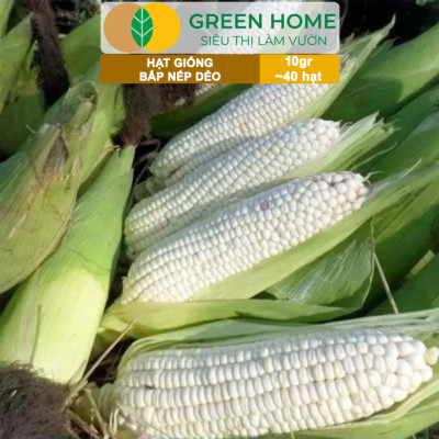 Hạt Giống Bắp Nếp Dẻo, Greenhome, Gói 10GR~40 hạt, Dễ Trồng Quanh Năm, Nảy Mầm Cao, T30