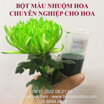 Thuốc Bột Nhuộm Hoa Tươi màu thực phẩm Ấn Độ (Combo 3 hộp tùy màu) giúp đổi màu hoa cắt cành (1 hủ pha 12L nước màu)